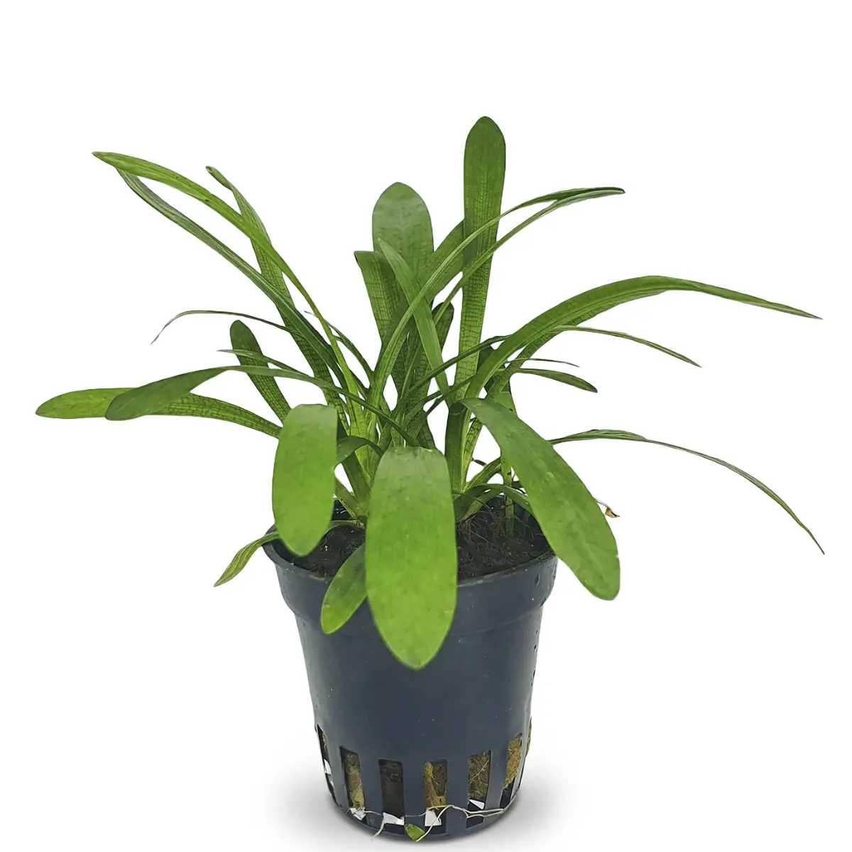 Sagittaria platyphylla teres nascapers.es