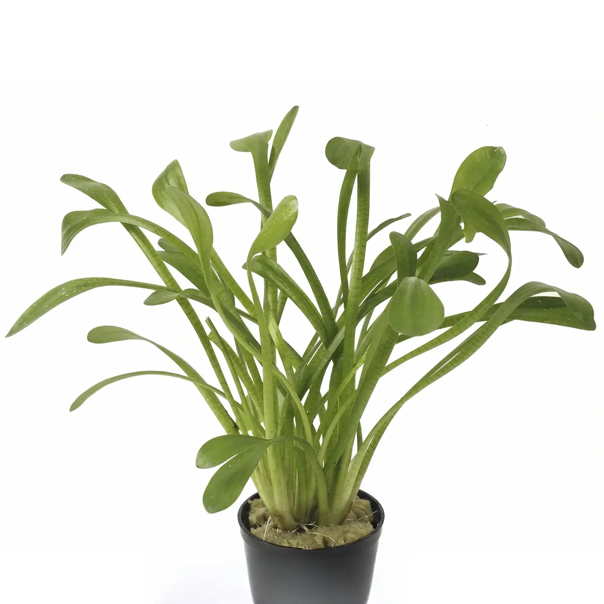 Sagittaria subulata Teres nascapers.es
