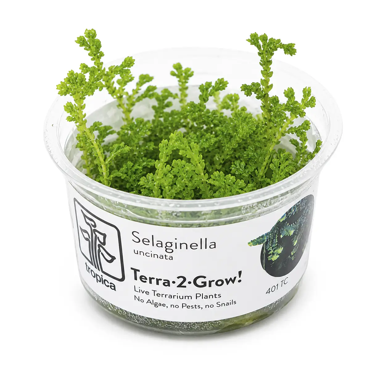 Selaginella uncinata nascapers.es