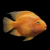 Pez Loro Amarillo nascapers.es