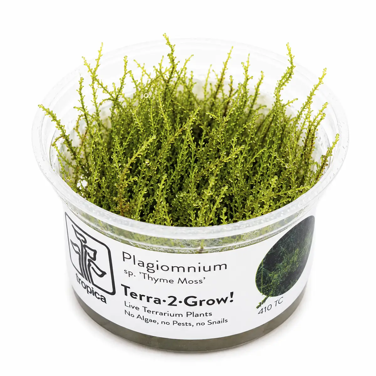 Plagiomnium sp thyme moss nascapers.es