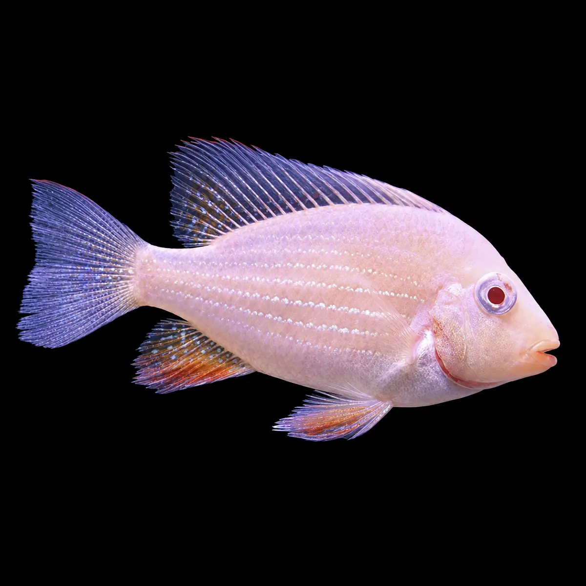 Acarichthys Heckelli Albino | Geophagus heckelli nascapers.es