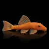 Ancistrus Super Rojo | Ancistrus sp. nascapers.es