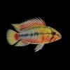 Apistogramma Hongsloi II Red nascapers.es