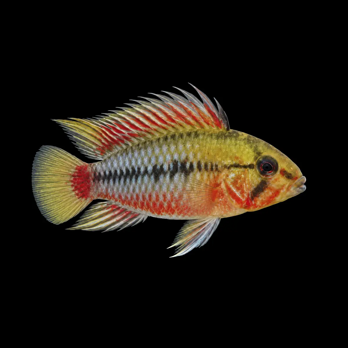 Apistogramma Hongsloi II Red nascapers.es