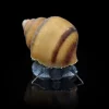 Caracol Blue Jelly | Taia sp. nascapers.es