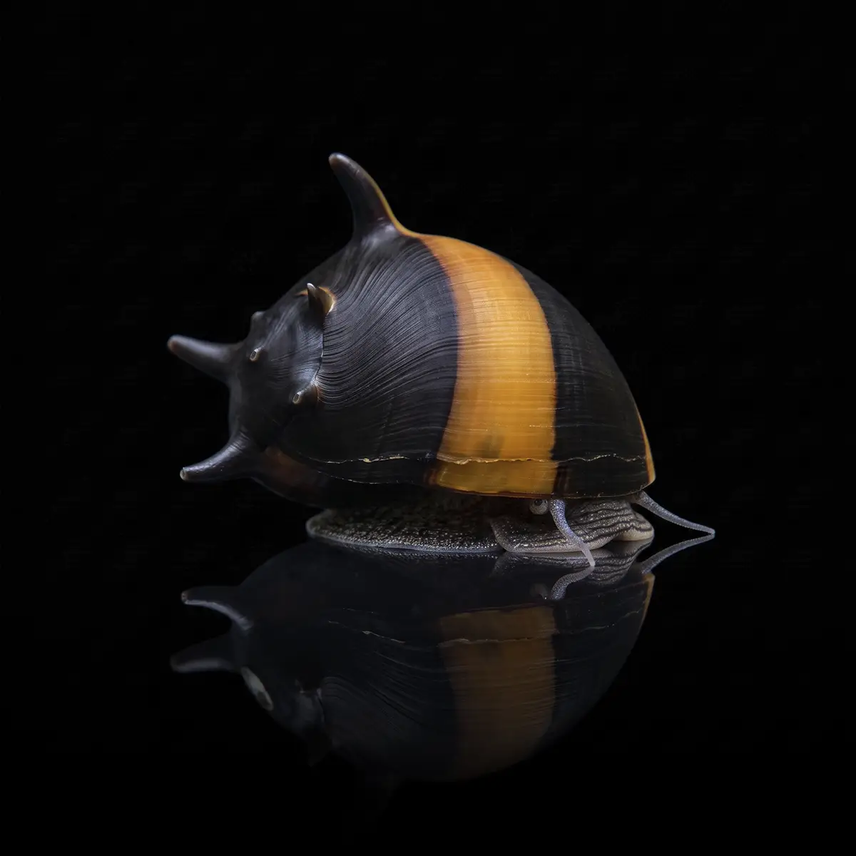 Caracol Sol Diadema | Clithon diadema nascapers.es