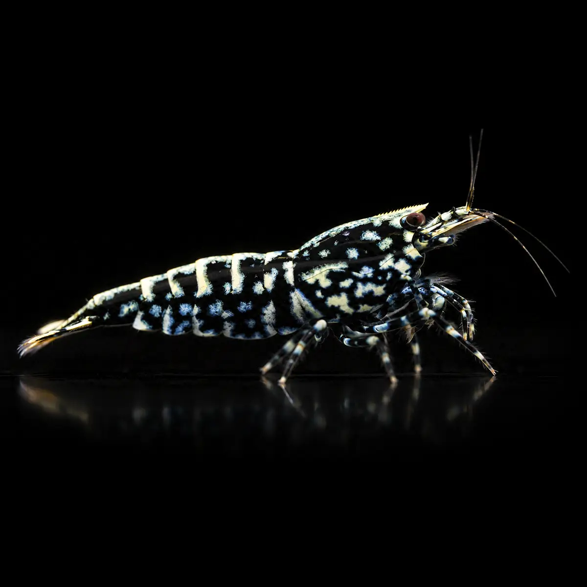 Caridina Black Boa nascapers.es