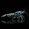 Caridina Black Galaxy Fishbone BOA nascapers.es