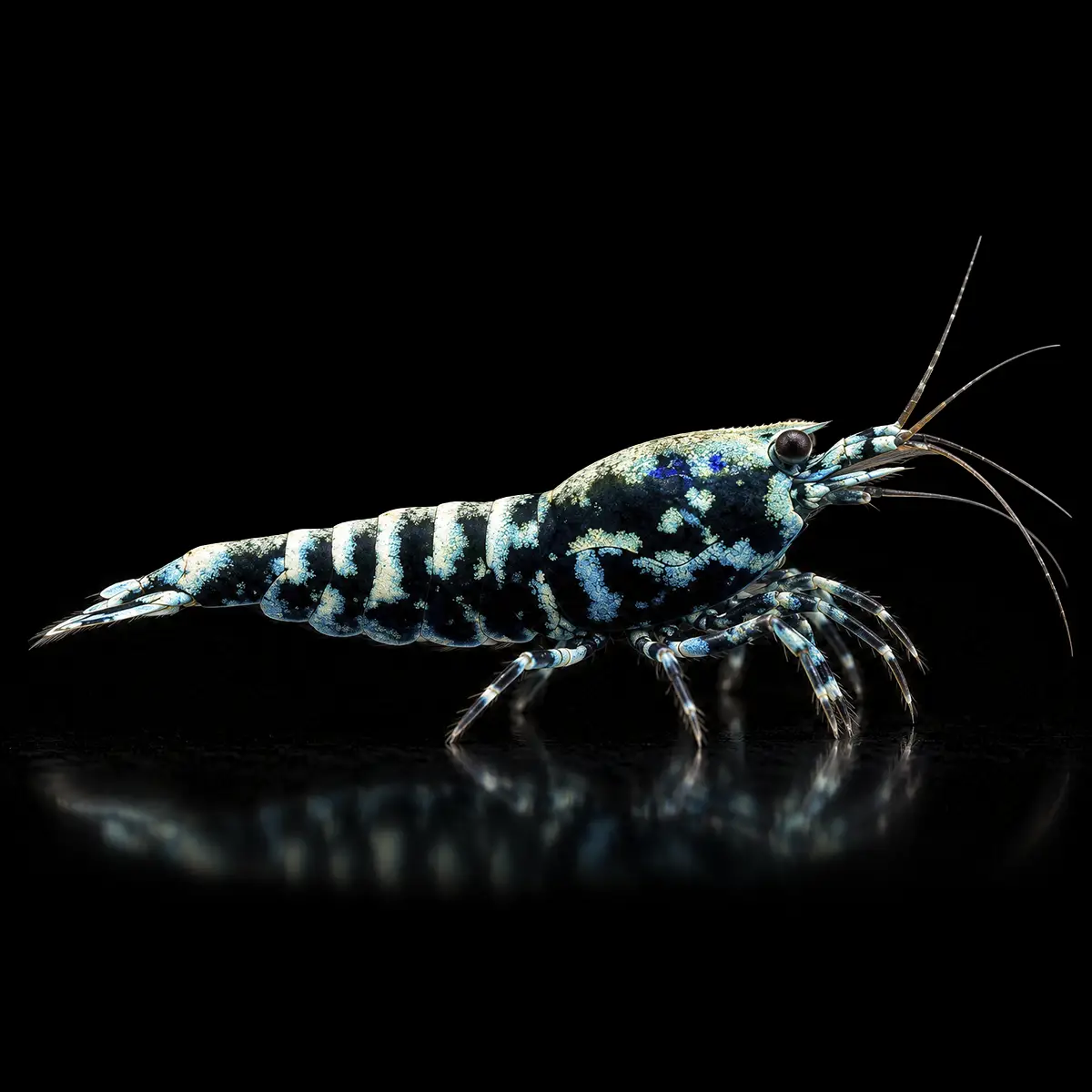 Caridina Black Galaxy Fishbone BOA nascapers.es
