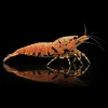 Caridina Orange Ruby Boa nascapers.es