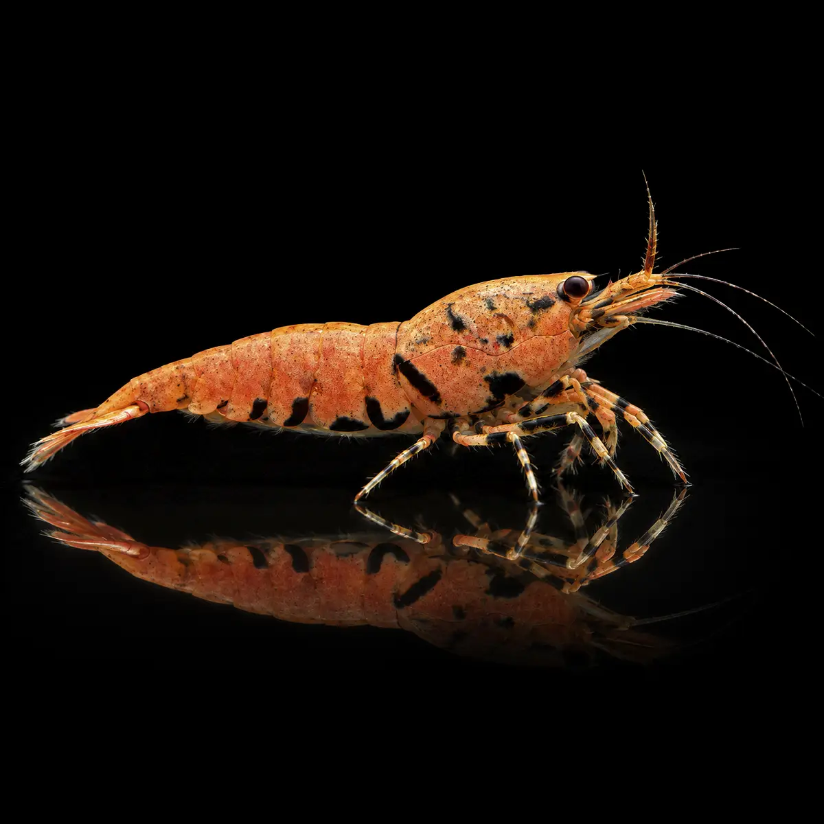 Caridina Orange Ruby Boa nascapers.es