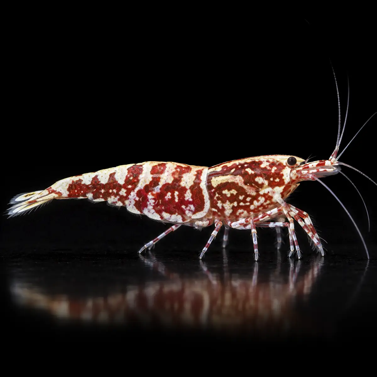 Caridina Red Galaxy Fishbone Boa nascapers.es