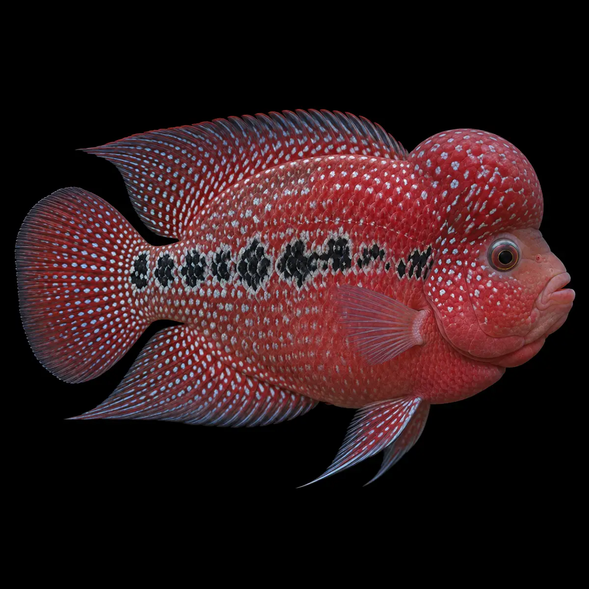 Cichlasoma Flower Horn Super Red Grado A | Amphilophus spp nascapers.es