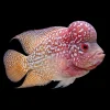 Ciclasoma Flowerhorn XL Golden Kamfa Grado AAA nascapers.es