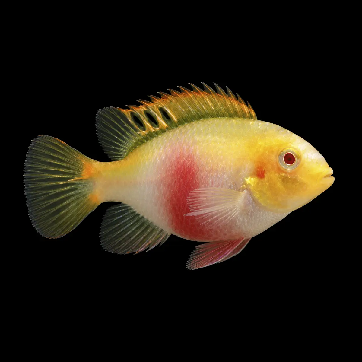Cíclido Kribensis Albino Red | Pelvicachromis pulcher nascapers.es