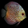 Disco Surtido Grado B con Pimienta nascapers.es