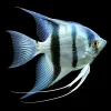 Escalar Amazon | Pterophyllum scalare nascapers.es