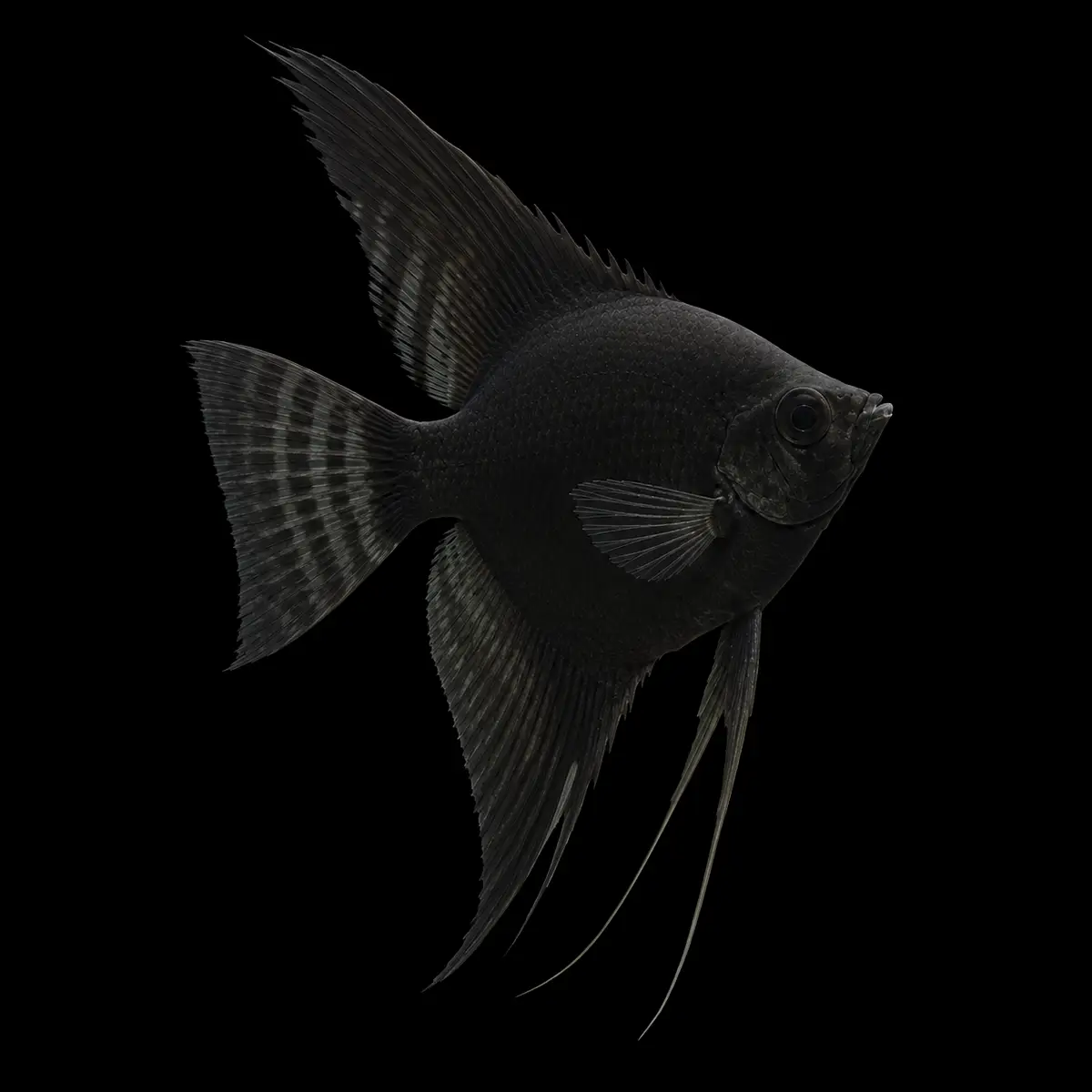 Escalar Negro Clase B | Pterophyllum scalare nascapers.es