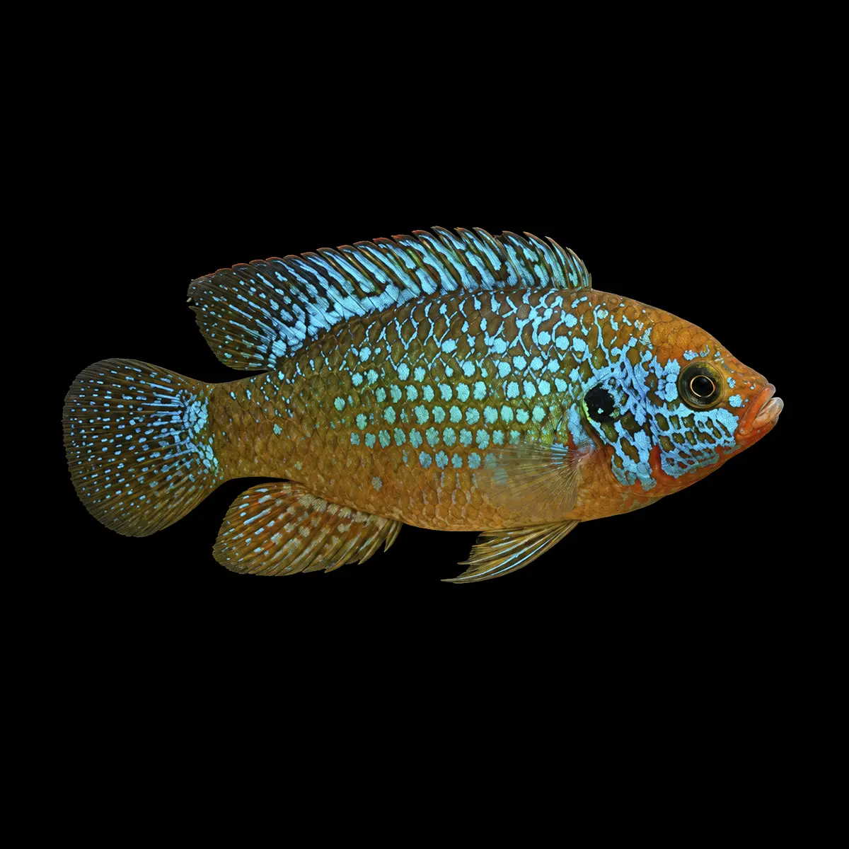 Hemichromis Lifalili Blue nascapers.es