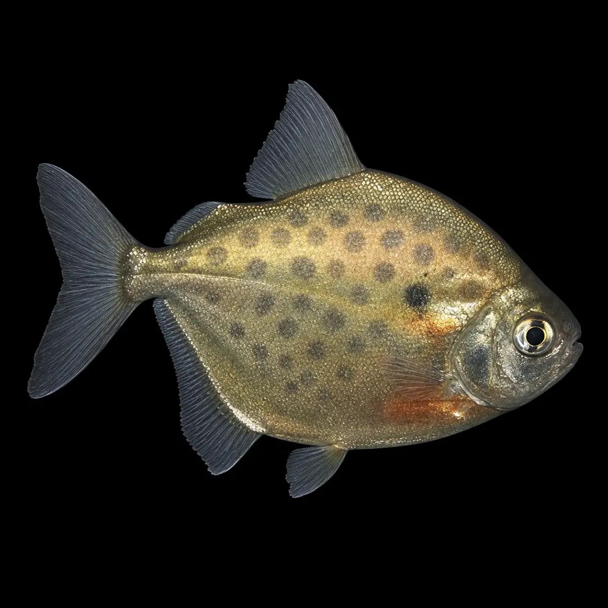Pez Dolar de Plata Punteado | Metynnis maculatus nascapers.es