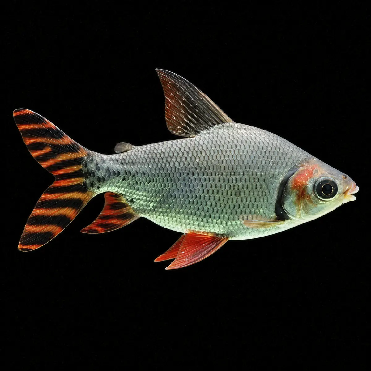 Tiburón cola de bandera Semaprochilodus Taeniurus Salvaje nascapers.es