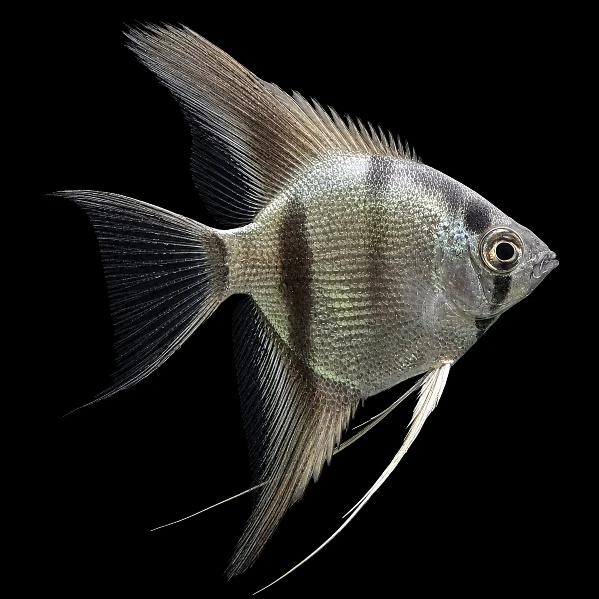 Escalar Pinoy | Pterophyllum scalare nascapers.es