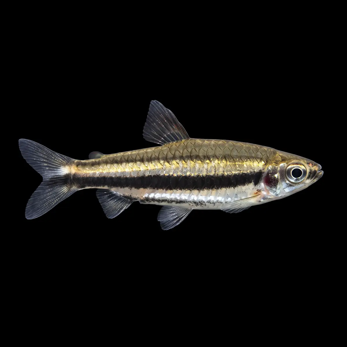 Pez Lapiz Nannostomus Marilynae Salvaje | Nannostomus marilynae nascapers.es