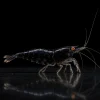 Gamba Caridina OE BKK con coloración oscura y ojos naranja en nascapers.es