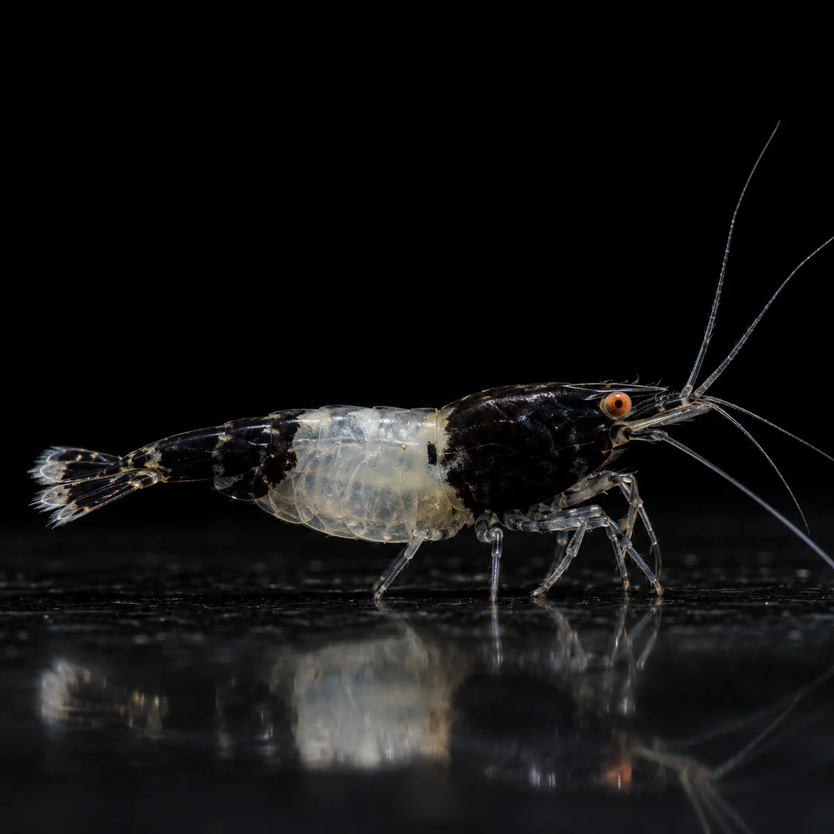 Gamba BKK Rili OE con zonas negras, centro transparente y ojos naranja en nascapers.es