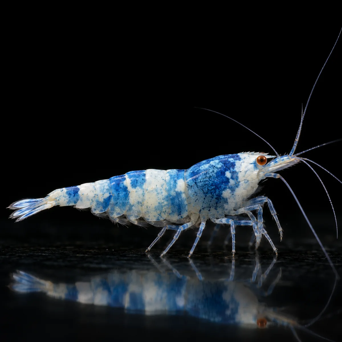 Gamba Caridina OE Blue Bolt con tonos azules con zonas claras y ojos naranja en nascapers.es