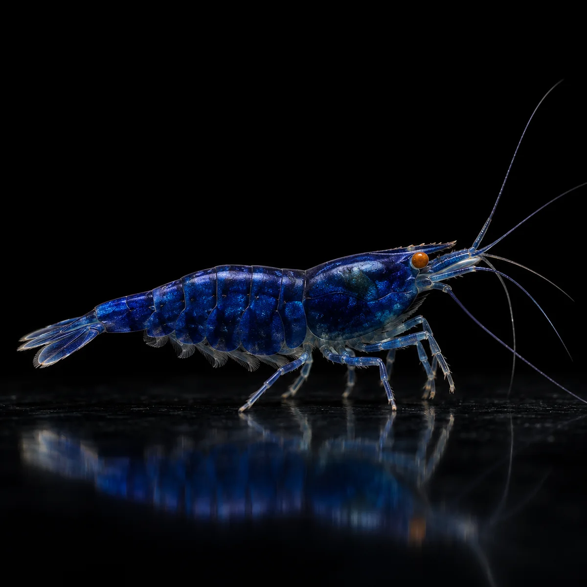 Gamba Caridina OE Blue Diamond con tonos azules profundos y ojos naranja en nascapers.es