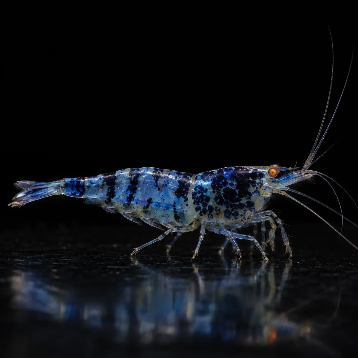 Gamba Blue Dragon blood OE de tonos azules, marcas oscuras y ojos naranja en nascapers.es