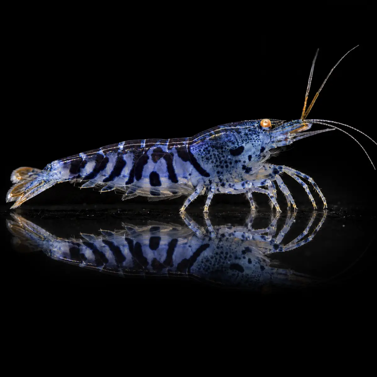 Caridina OE Blue Tiger nascapers.es