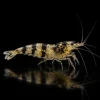Caridina Selección Black Calceo, cuerpo parcialmente translúcido con manchas y bandas negras, nascapers