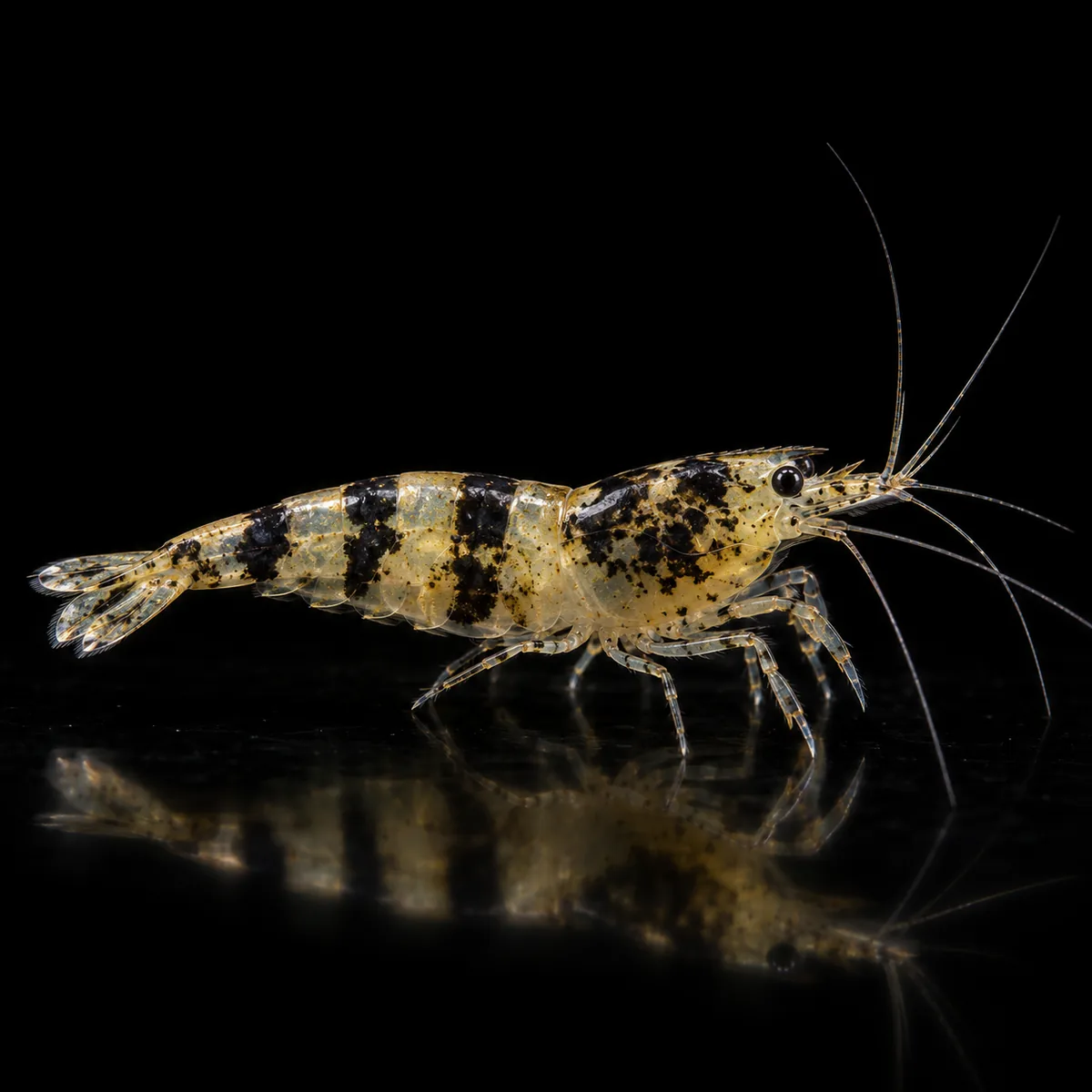 Caridina Selección Black Calceo, cuerpo parcialmente translúcido con manchas y bandas negras, nascapers