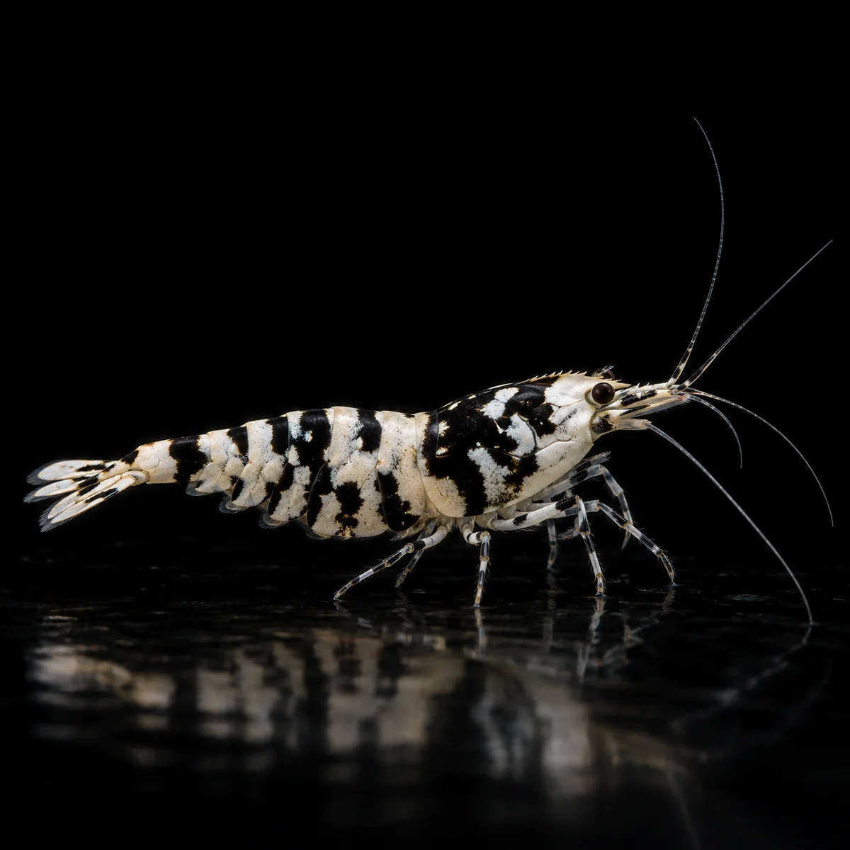Caridina Selección Black Fancy Tiger A-S, selección A-S con patrón Fancy Tiger negro y blanco, nascapers