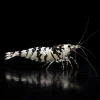 Caridina Selección Black Fancy Tiger SS, Fancy Tiger negra y blanca identificada como grado SS, nascapers