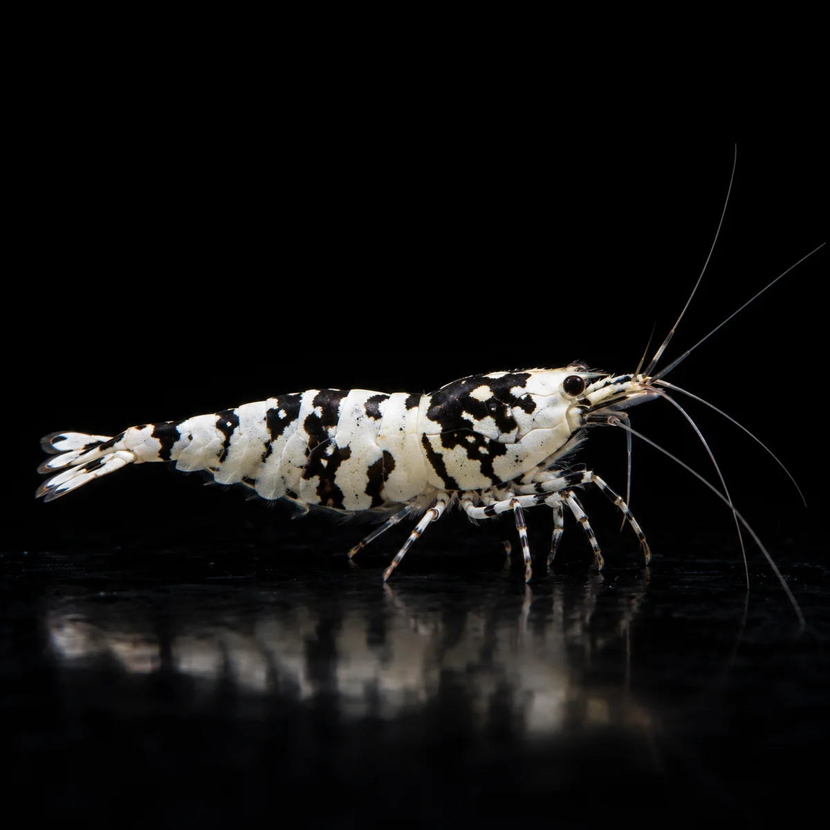 Caridina Selección Black Fancy Tiger SS, Fancy Tiger negra y blanca identificada como grado SS, nascapers