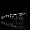 Caridina Selección Black Pinto Galaxy Fishbone, base negra, cabeza punteada y conexión dorsal Fishbone, nascapers