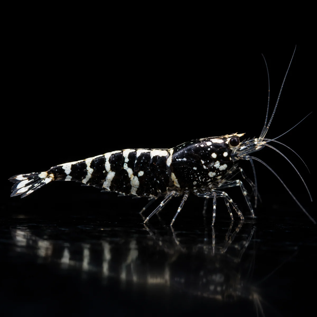 Caridina Selección Black Pinto Galaxy Fishbone, base negra, cabeza punteada y conexión dorsal Fishbone, nascapers