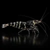 Caridina Selección Black Pinto Galaxy Tiger, cabeza negra con puntos claros y bandas Tiger en el cuerpo, nascapers