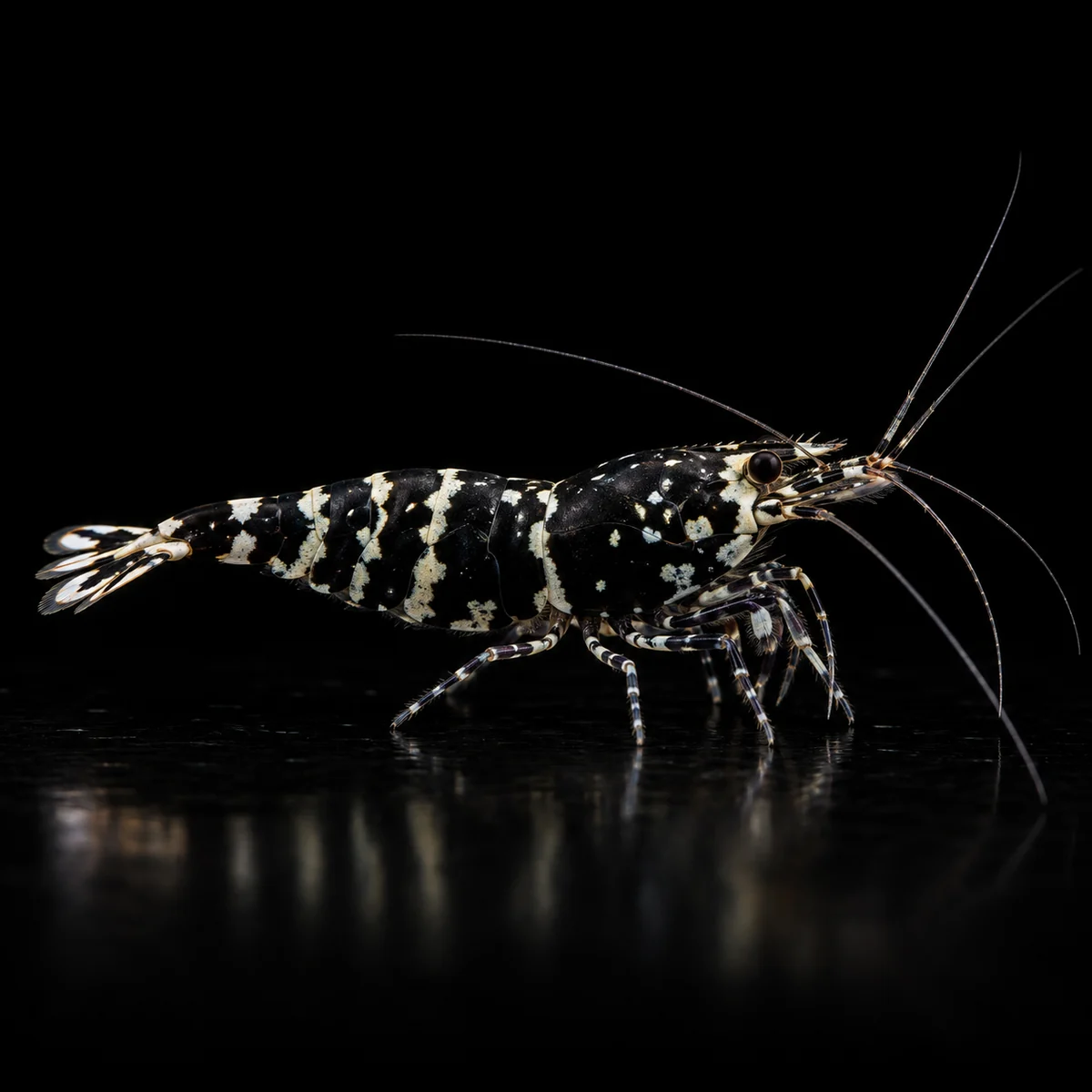 Caridina Selección Black Pinto Galaxy Tiger, cabeza negra con puntos claros y bandas Tiger en el cuerpo, nascapers