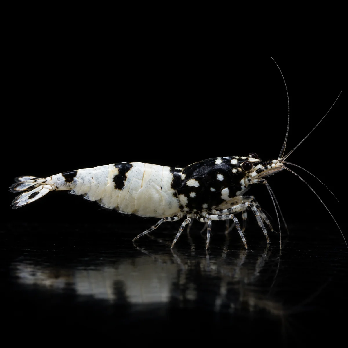 Caridina Selección Black Pinto Spotted Head MIX, contraste negro y blanco con manchas en el cefalotórax, nascapers