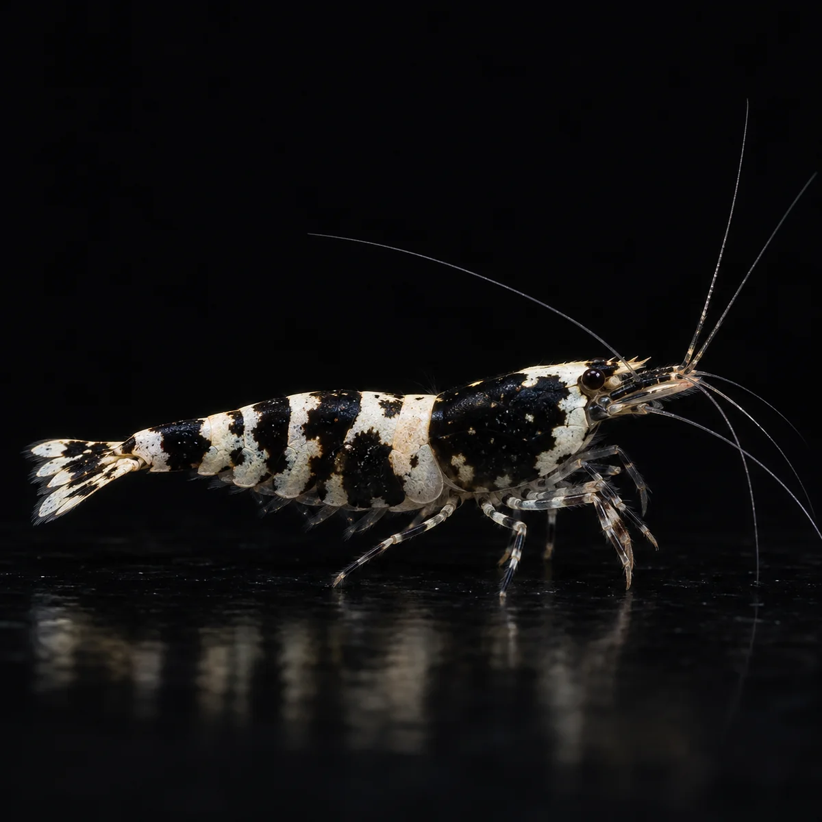Caridina Selección Black Pinto Tiger, patrón Tiger negro y blanco con bandas de anchura variable, nascapers