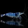 Caridina Selección Blue Dragon Blood, coloración azul con bandas oscuras y zonas translúcidas, nascapers