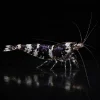Caridina Selección Purple Pinto Black, base negra con reflejos violetas y marcas claras Pinto, nascapers