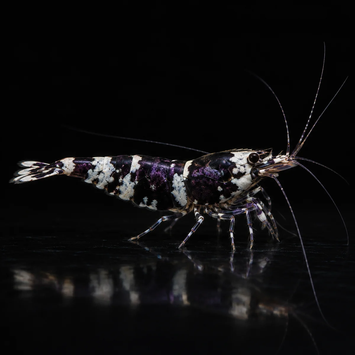 Caridina Selección Purple Pinto Black, base negra con reflejos violetas y marcas claras Pinto, nascapers