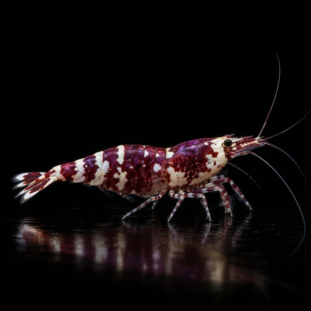 Caridina Selección Purple Pinto Red, base rojiza con matices púrpura y dibujo claro Pinto, nascapers