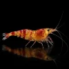 Caridina Selección Red Calceo, tonos dorados y zonas translúcidas con bandas rojizas, nascapers